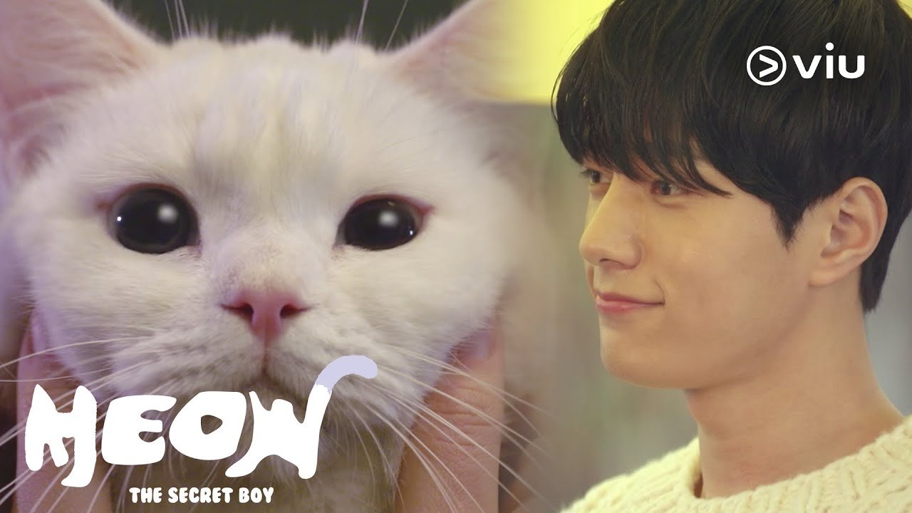 Meow, Chàng Trai Bí Ẩn Meow, Chàng Trai Bí Ẩn