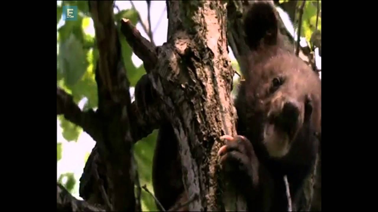 Thiên Nhiên Hoang Dã Nước Nga Thiên Nhiên Hoang Dã Nước Nga