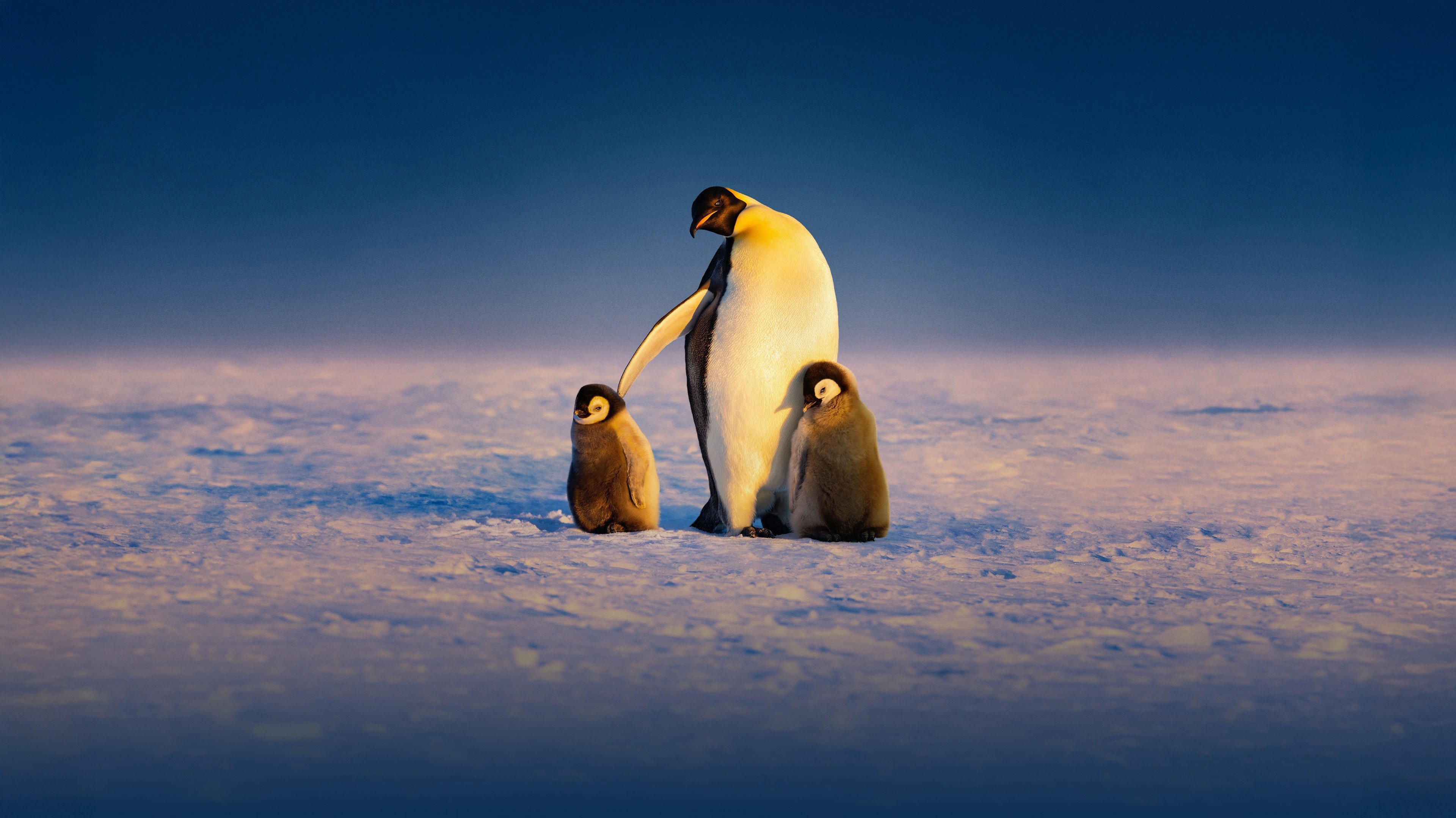Secrets Of The Penguins Secrets Of The Penguins